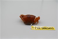 藏品(北方丑招潮蟹)的圖片